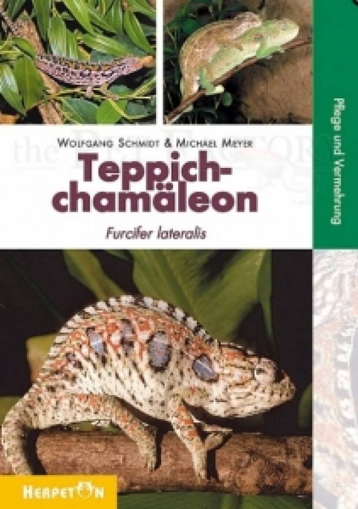 Teppichchamäleons Furcifer lateralis